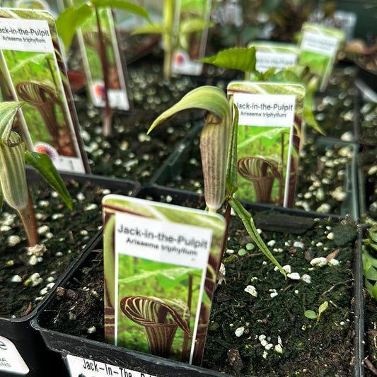 4" Jack-In-The-Pulpit 'Arisaema Triphyllum'