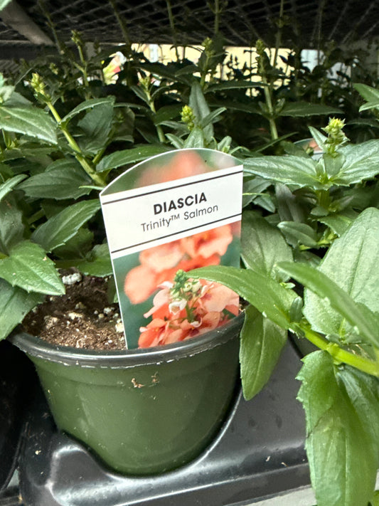 4” Diascia
