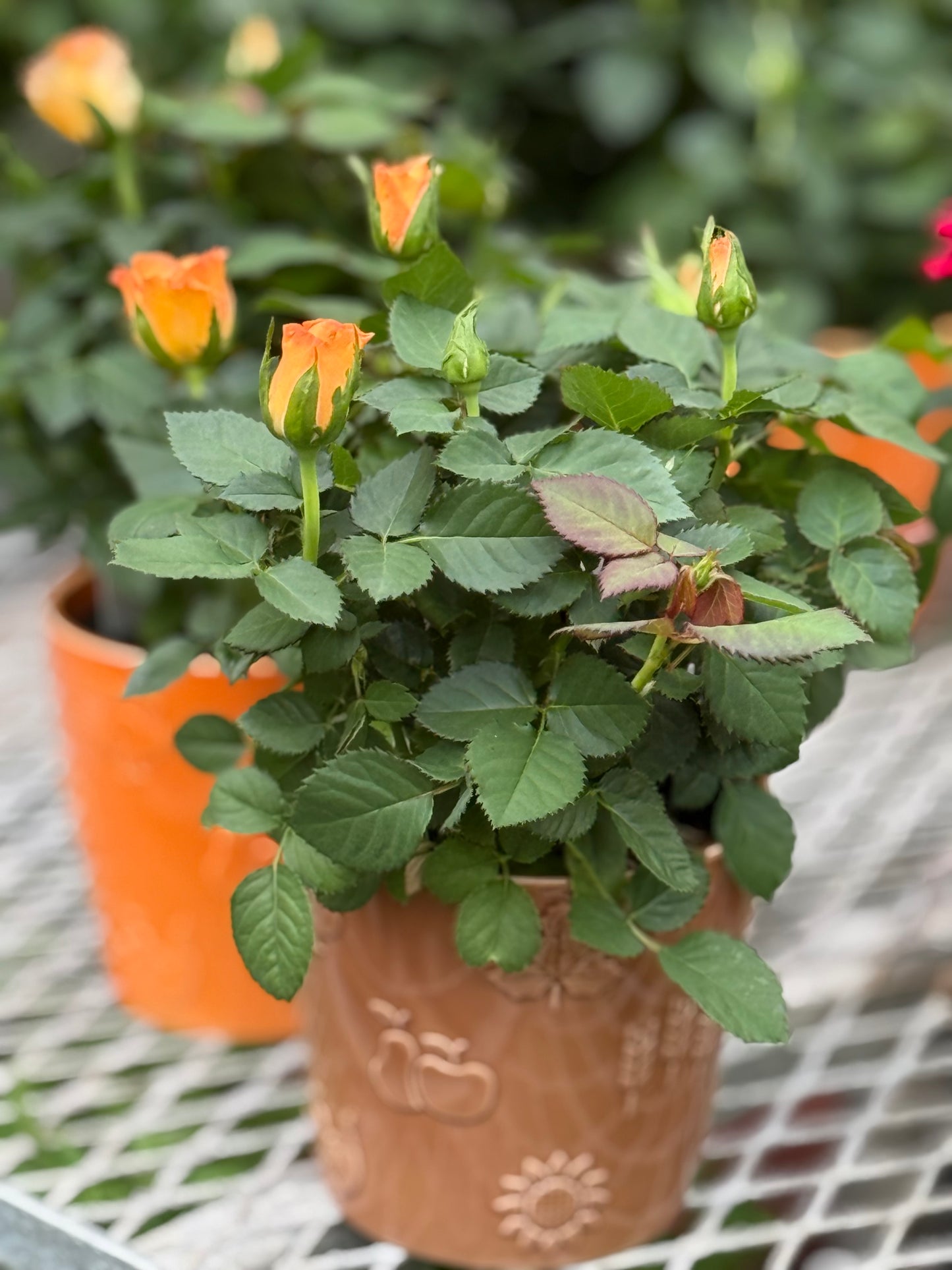 4" Thanksgiving Ceramic pot with Mini Rose