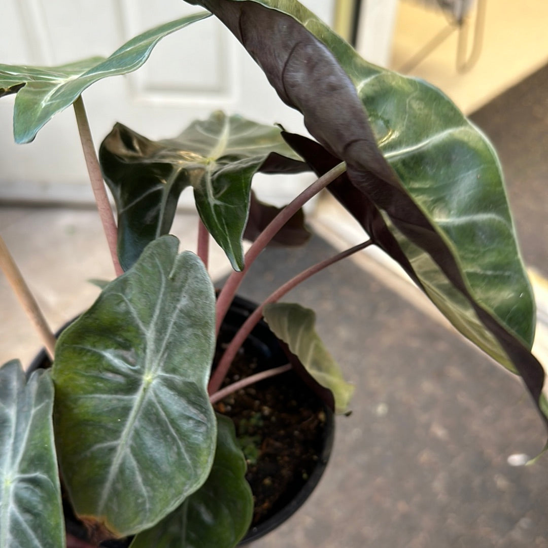 Alocasia Pink Princess