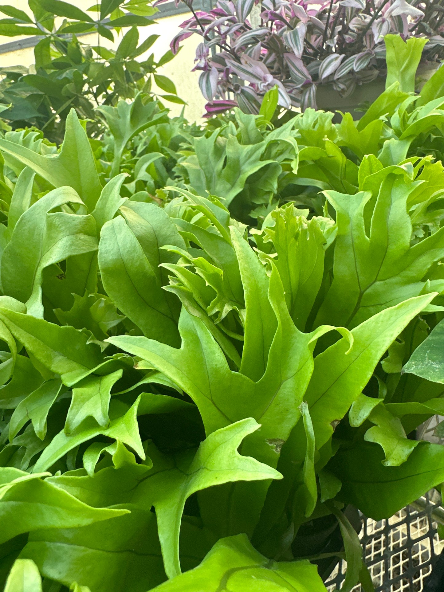 Green Flame Fern