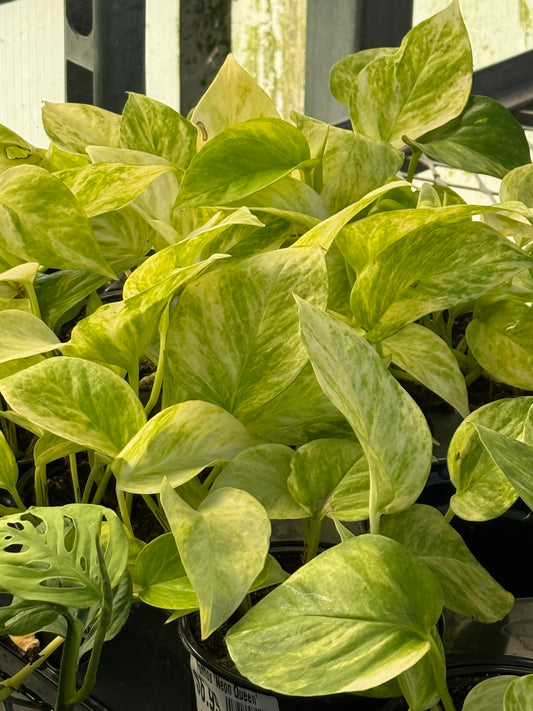 Pothos 'Neon Queen'