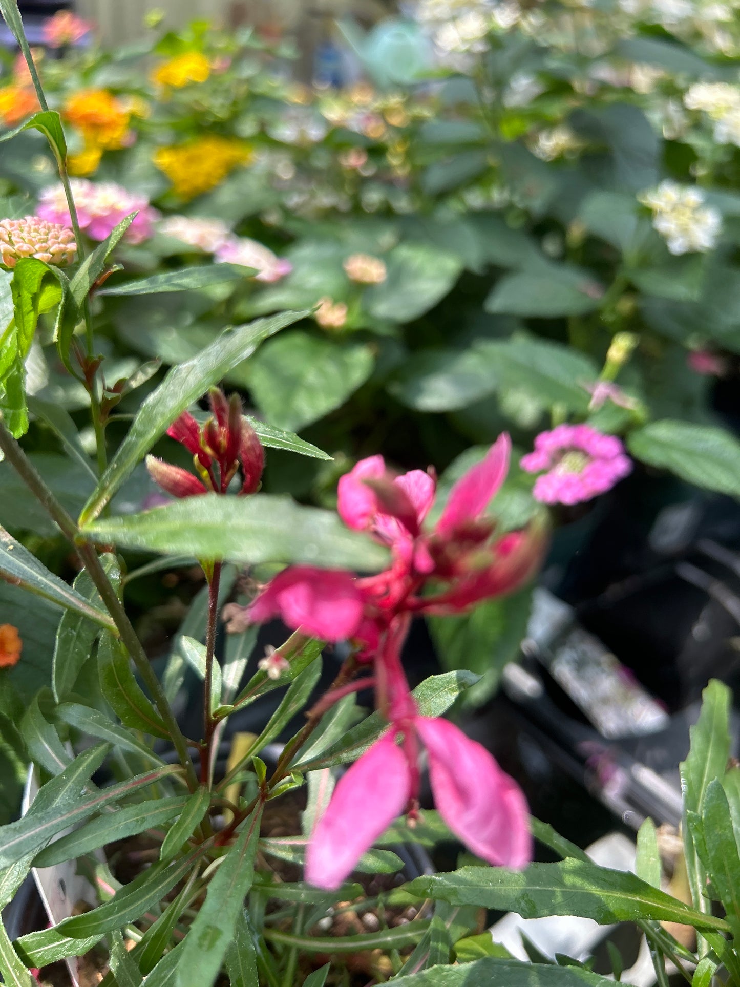 4" Gaura