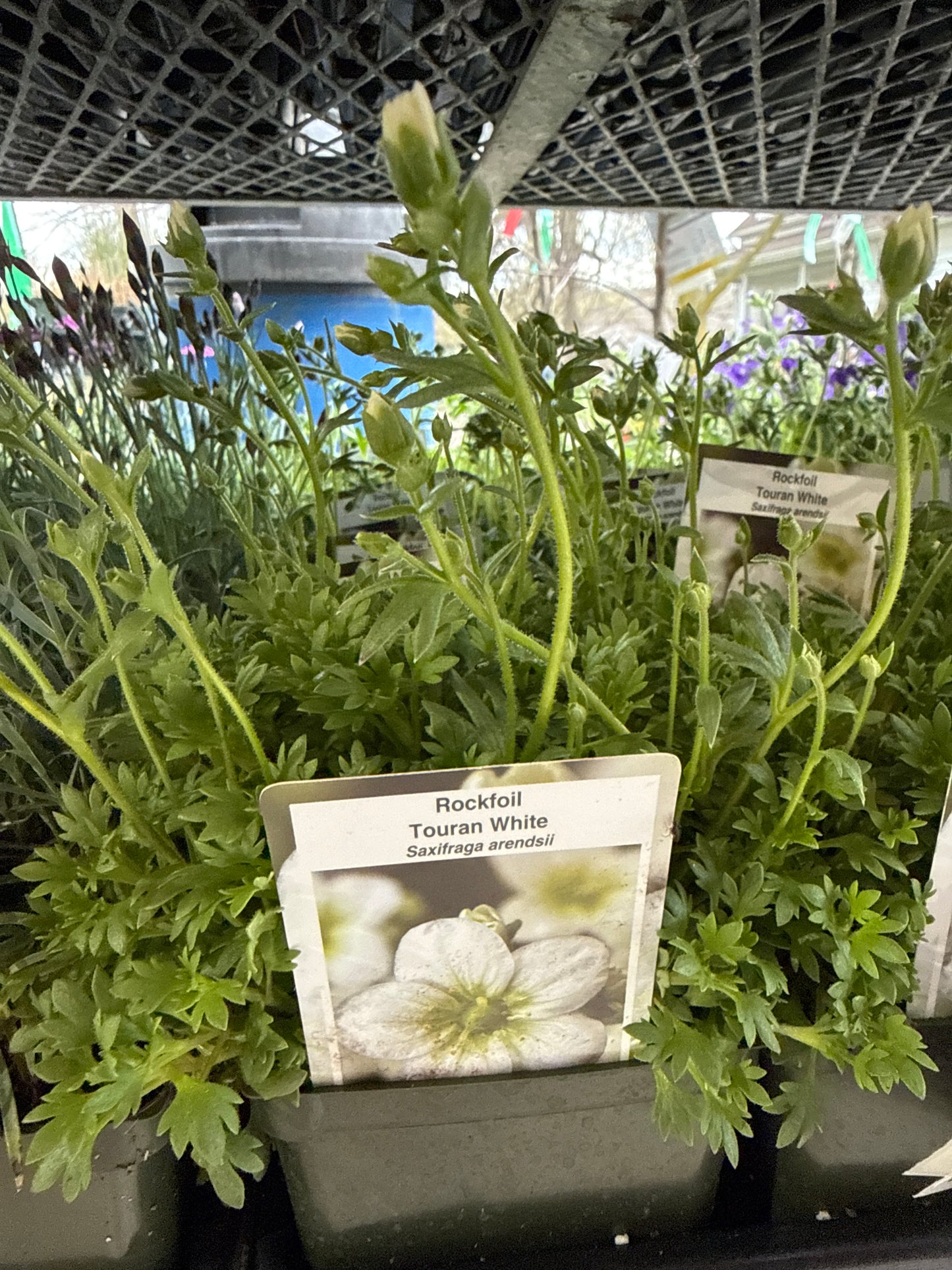 Saxifraga (Rockfoil)