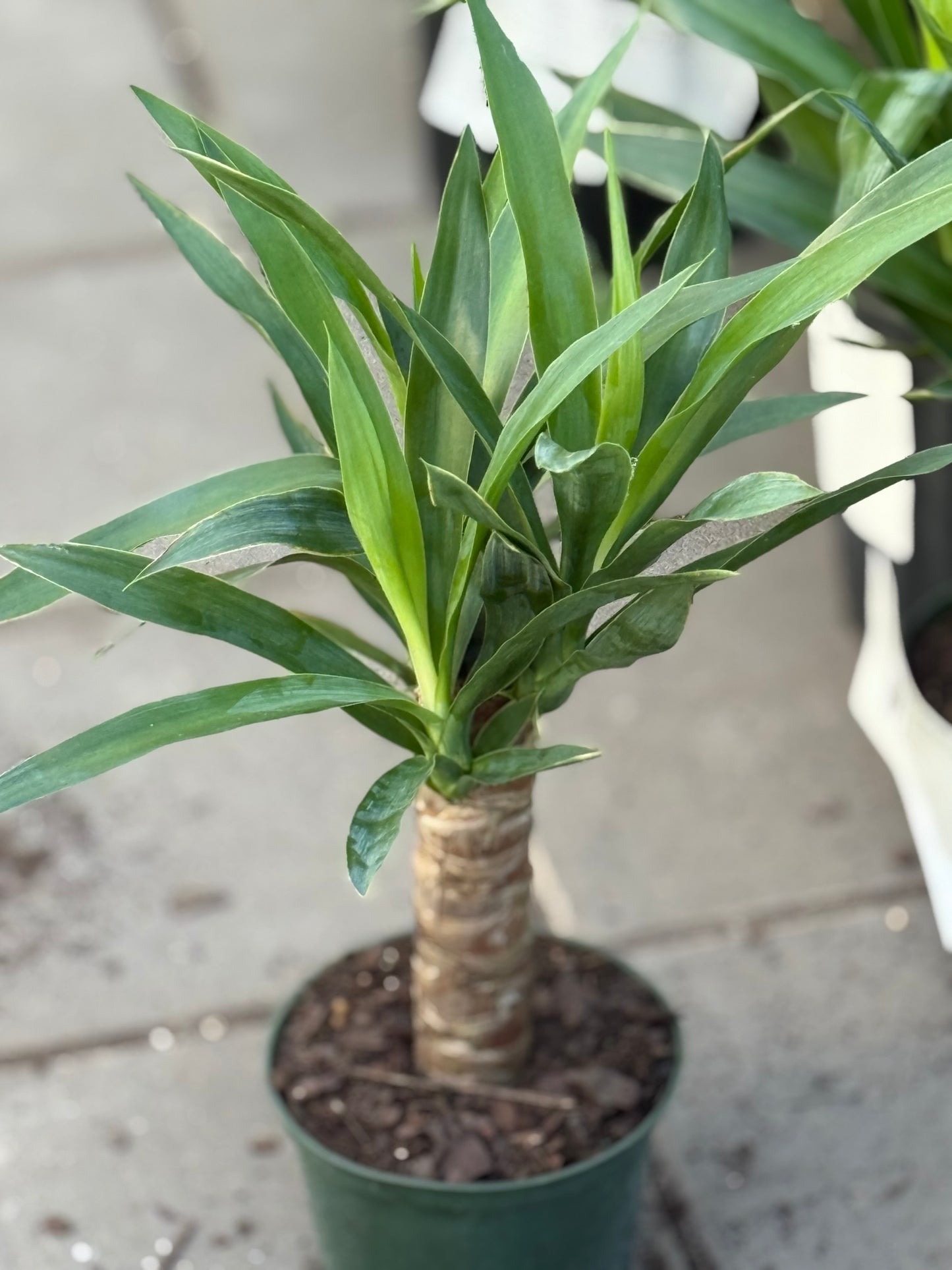 6" Yucca Cane
