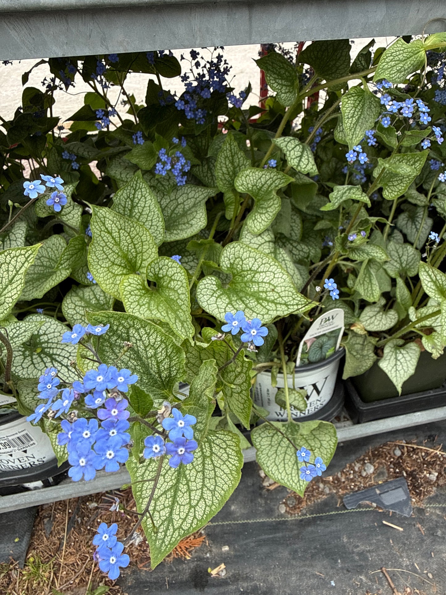 1 Gal Siberian Bugloss (Brunnera)