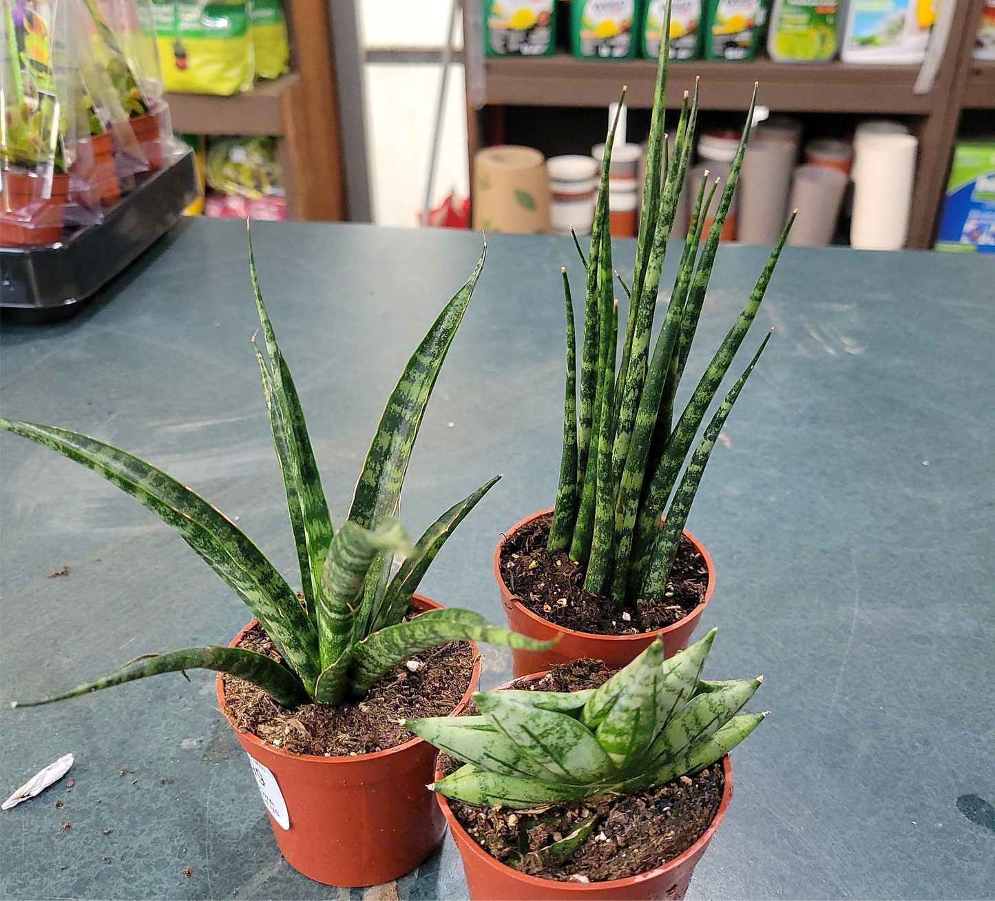 Snake Plant varieties