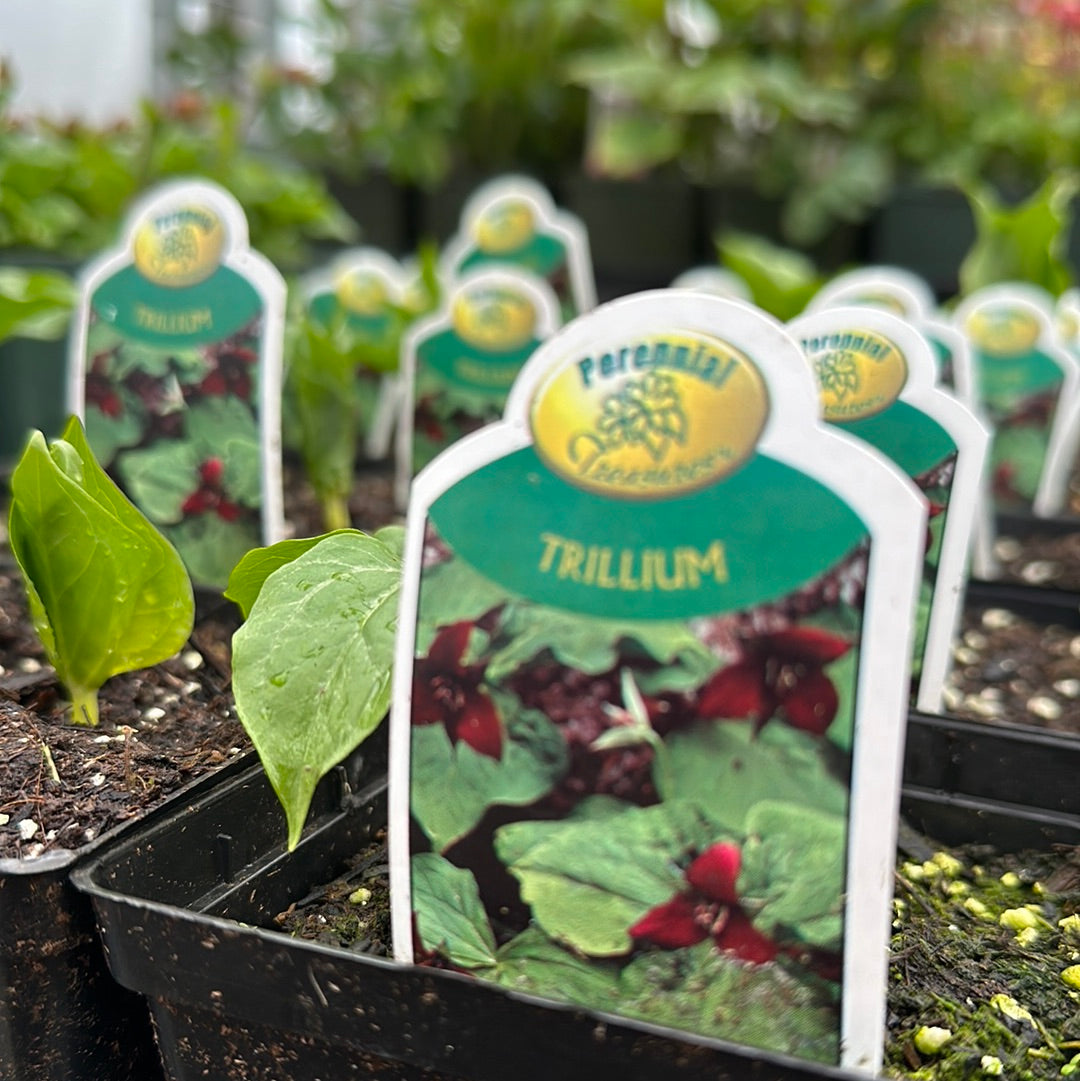 4" Trillium