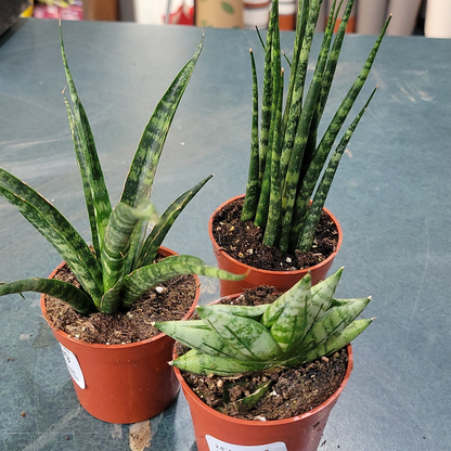 Snake Plant varieties