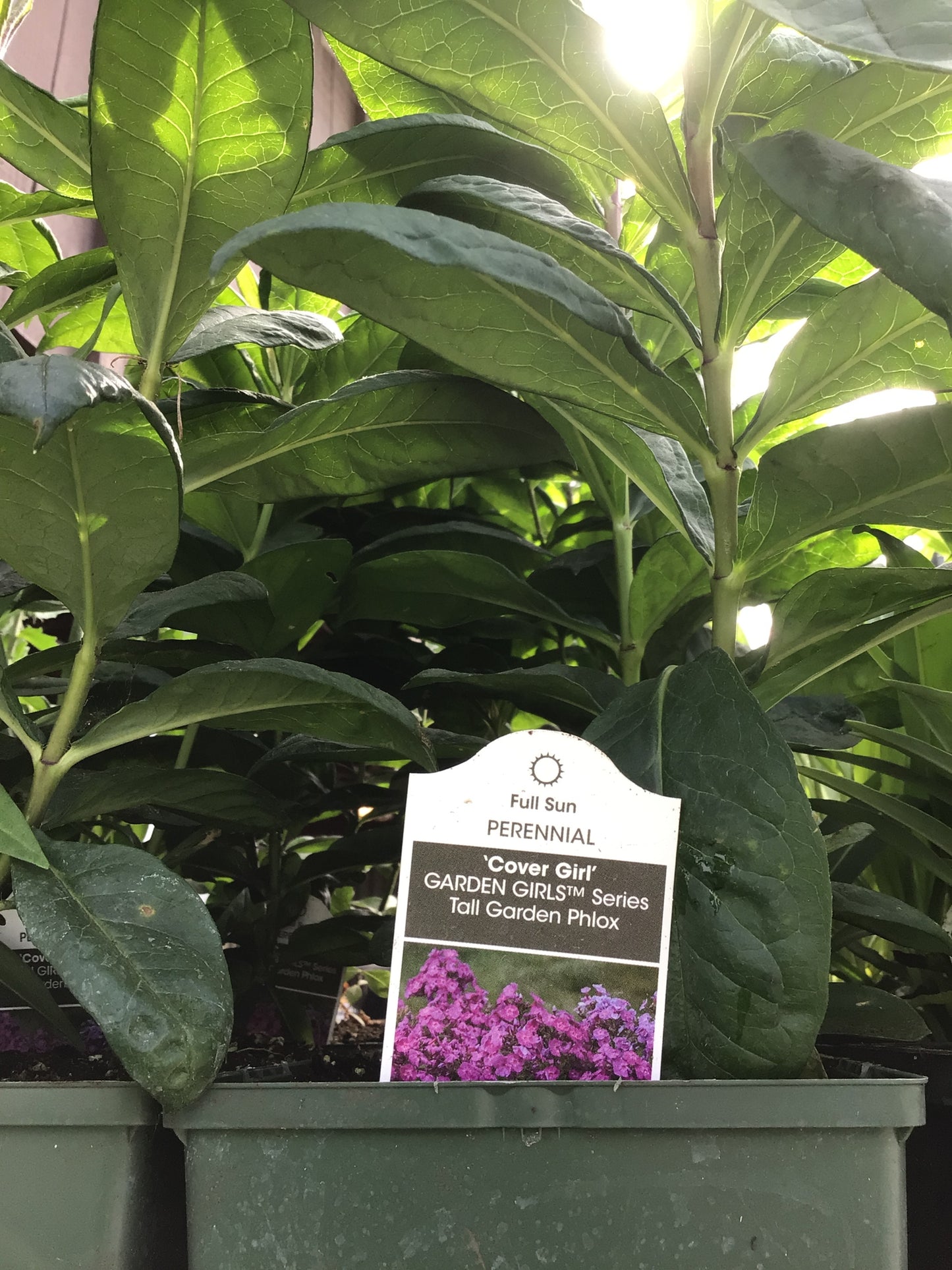 1 Gal Tall/Garden/Summer Phlox