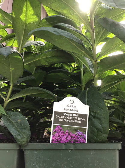 1 Gal Tall/Garden/Summer Phlox