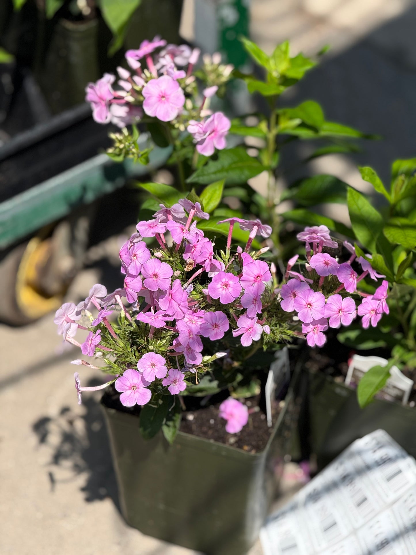 1 Gal Tall/Garden/Summer Phlox