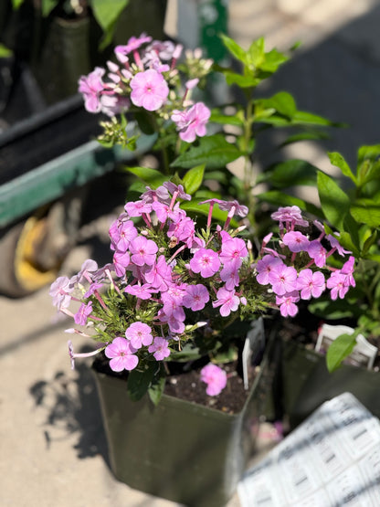 1 Gal Tall/Garden/Summer Phlox