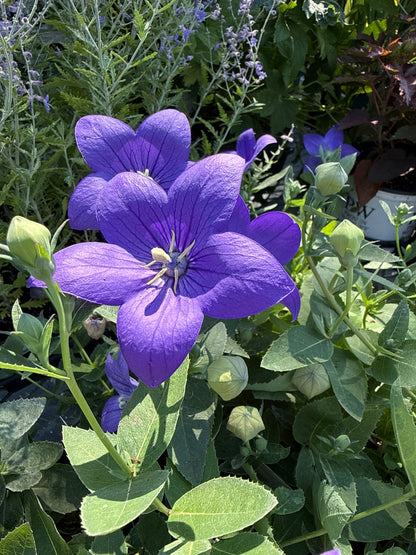 4" Balloon Flower