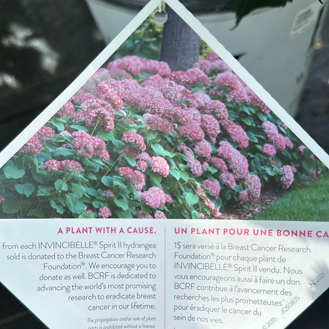 2 Gal Hydrangea 'Invicibelle Spirit 2'