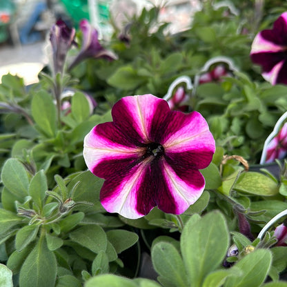4" Petunia