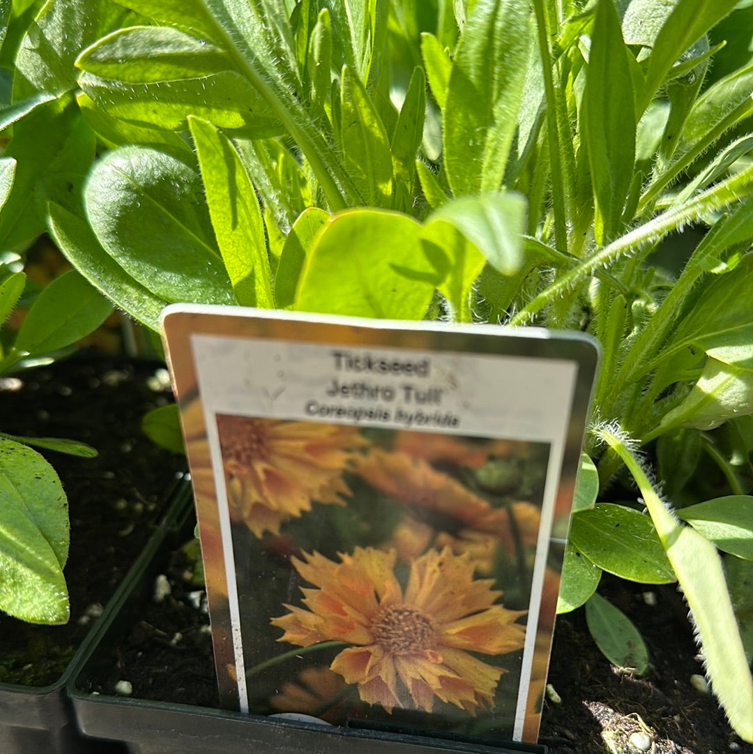 1 Gal Coreopsis 'Tickseed'
