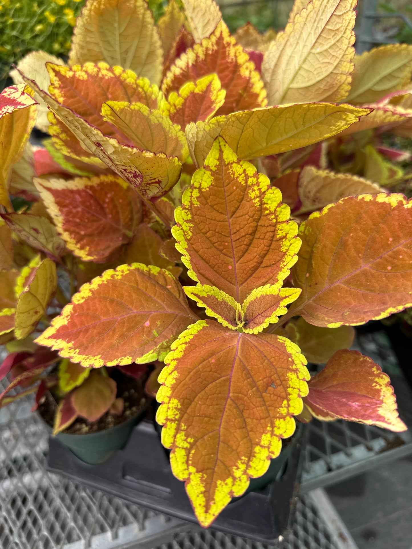 4" Coleus