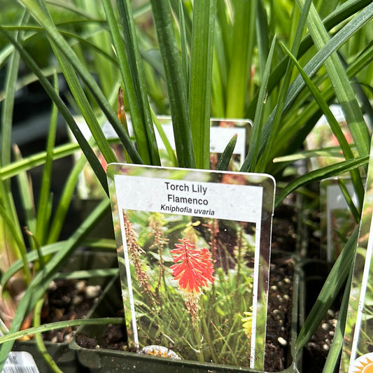 Kniphofia 'Flamenco Mix'