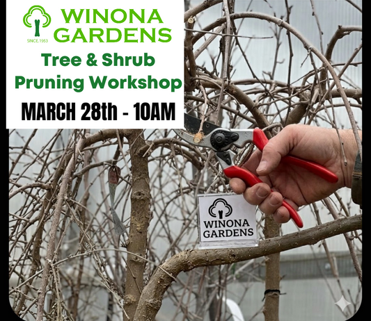 Worskhop - Tree Pruning