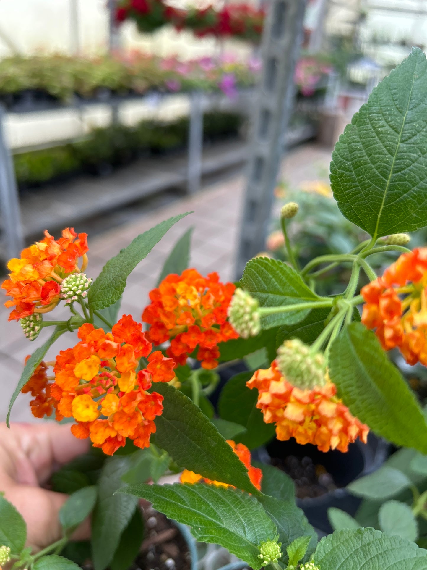 4" Lantana