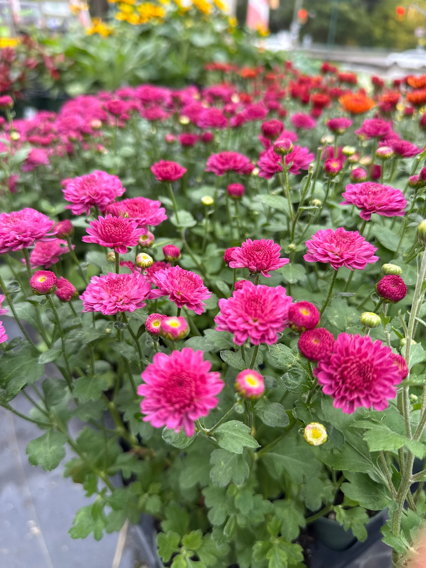 4.5" Mum