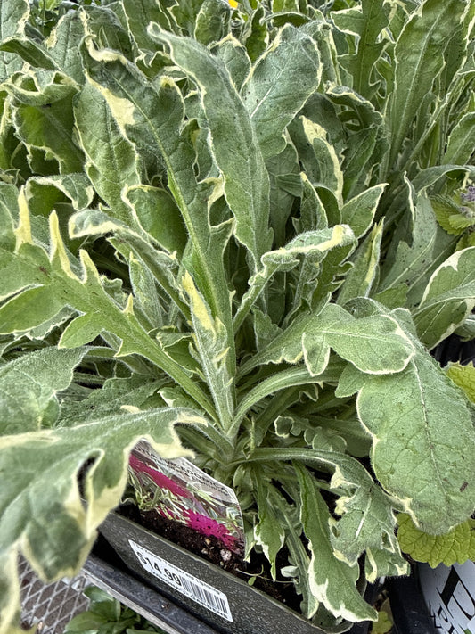 1 Gal Knautia 'Thunder and Lightning'