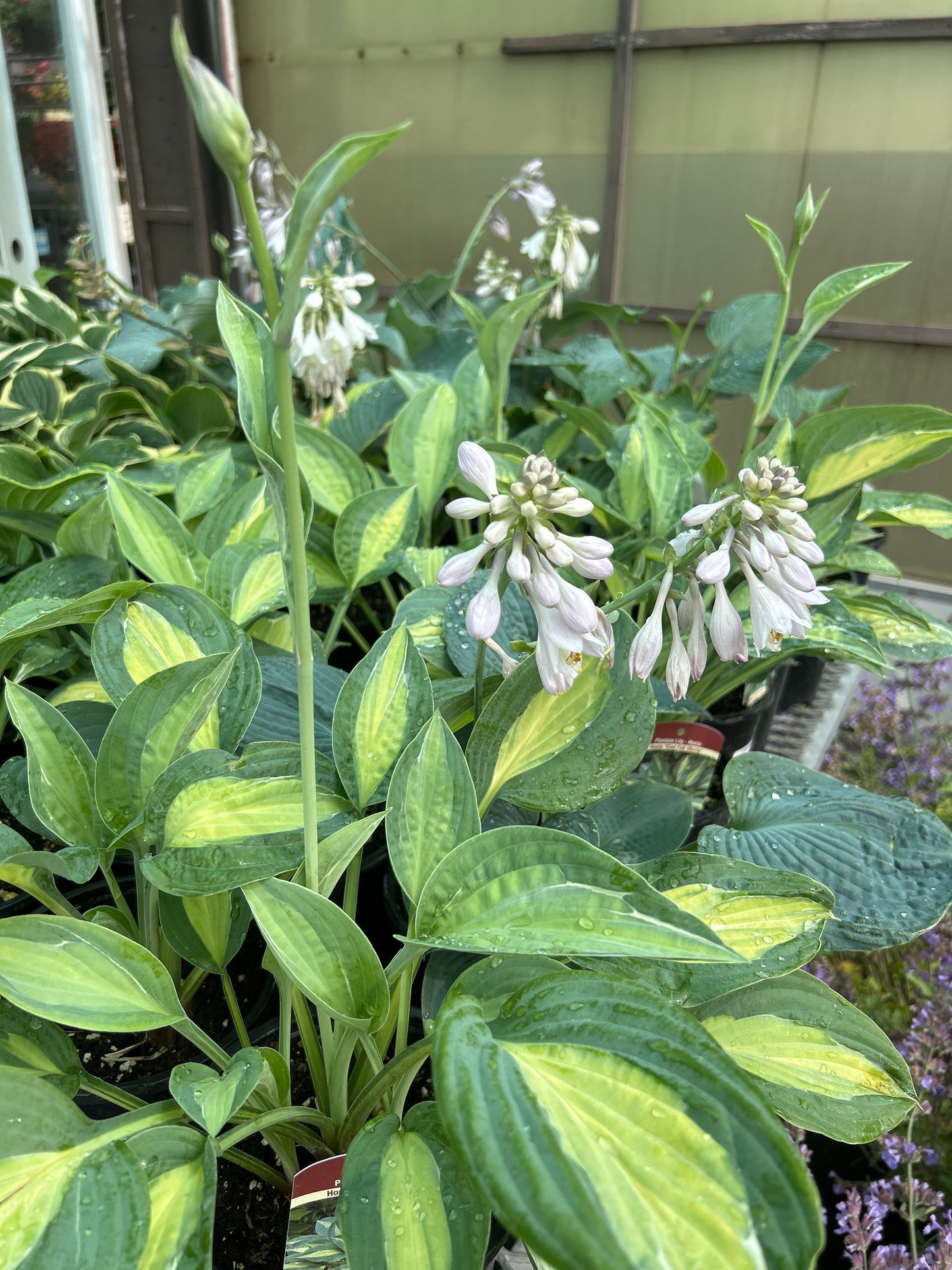 1 Gal Hosta 'Kiwi Full Monty'