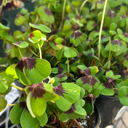 4" Potted Shamrock (Oxalis)