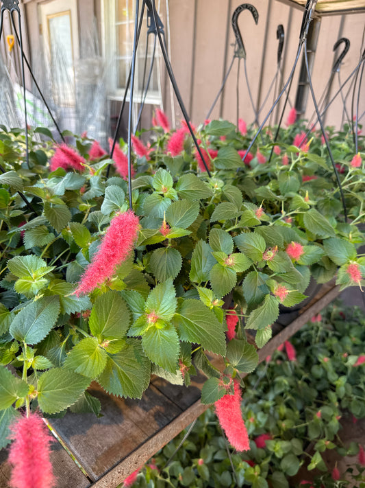 11" Foxtail/ Chenille Hanging Baskets