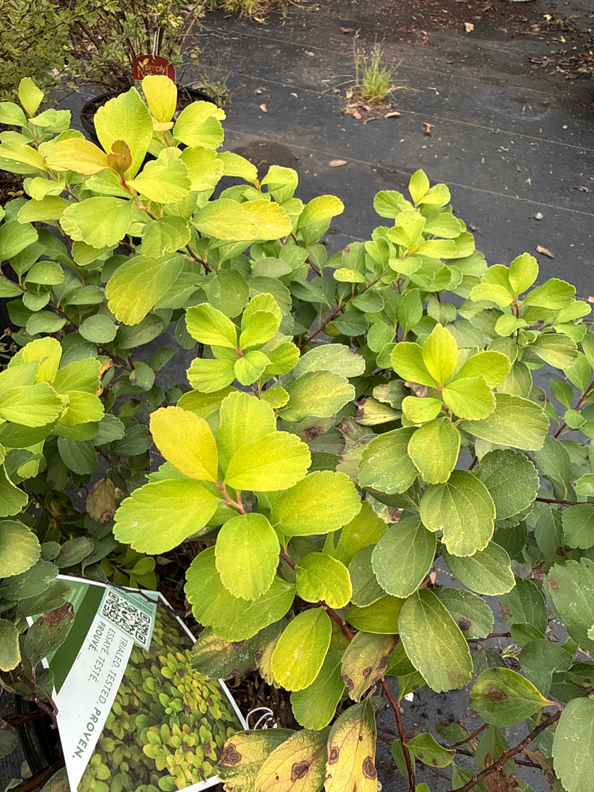Glow Girl Spirea - PW