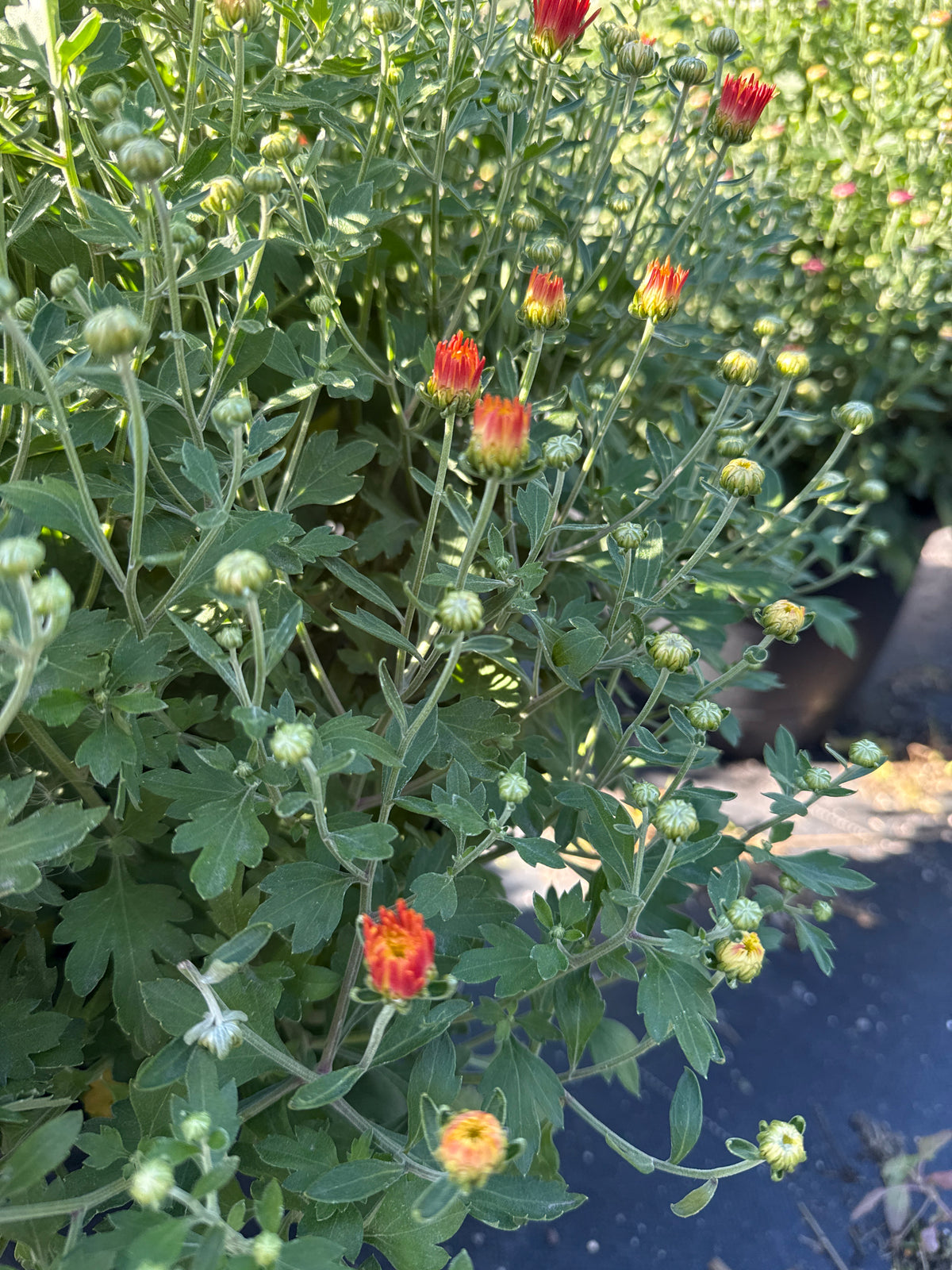 14" Mums - Solid Colours