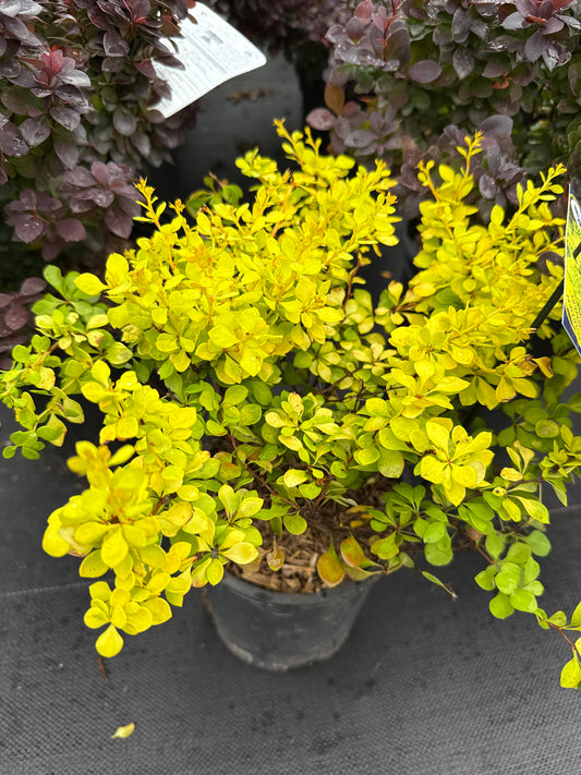 Japanese Barberry 'Aurea Nana'