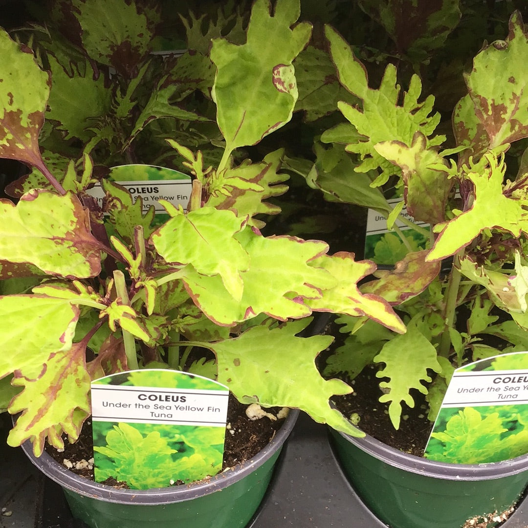 4" Coleus