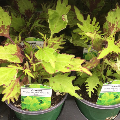 4" Coleus