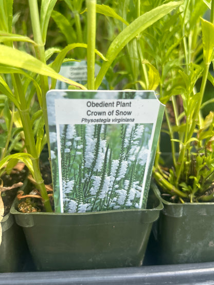 Physostegia 'Obedient Plant'