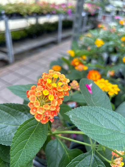 4" Lantana