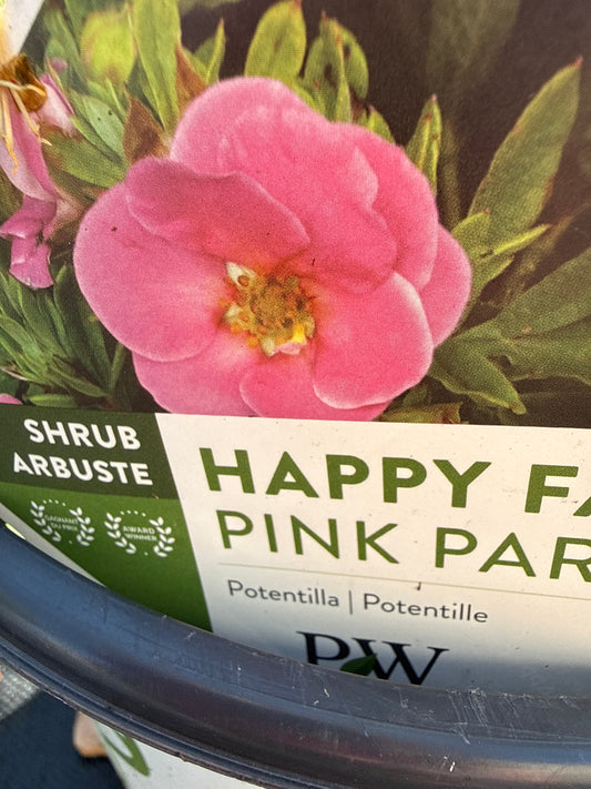 Happy Face Pink Paradise Potentila