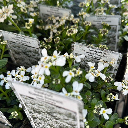 4" Candytuft (Iberis)