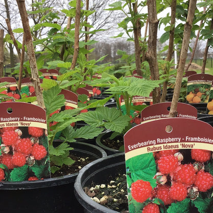 Raspberry Plant 1 Gal