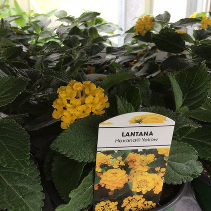 4" Lantana