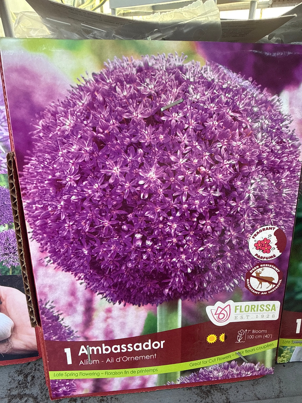 Allium - Ornamental Onion bulb