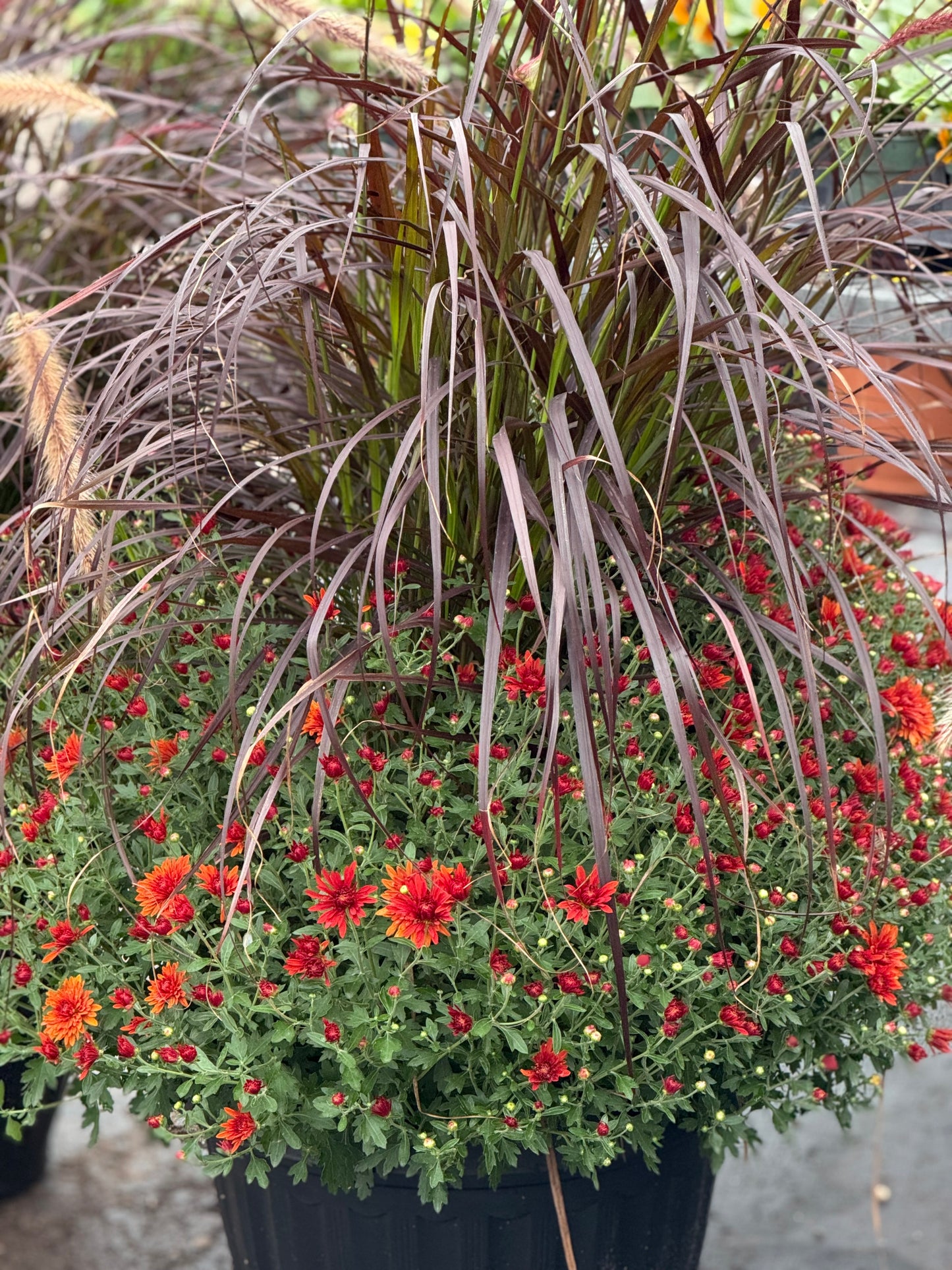 18” Mum Planter with Grass