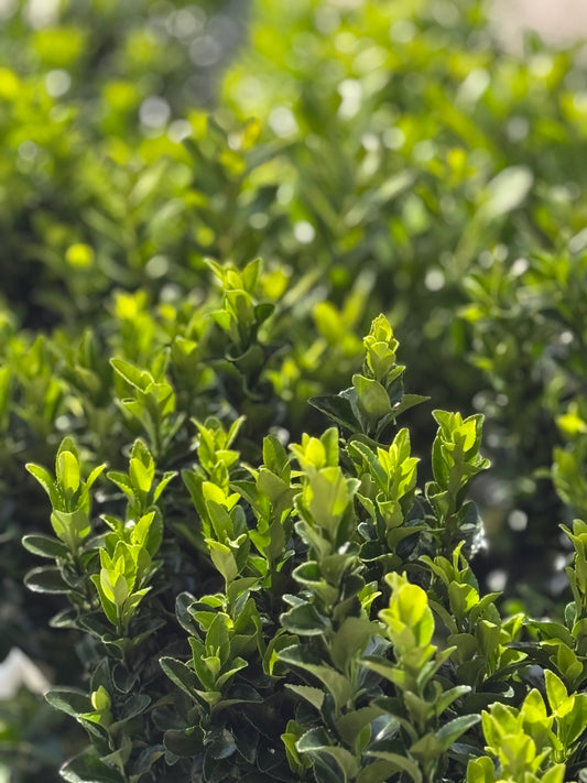 Paloma Blanca Euonymus