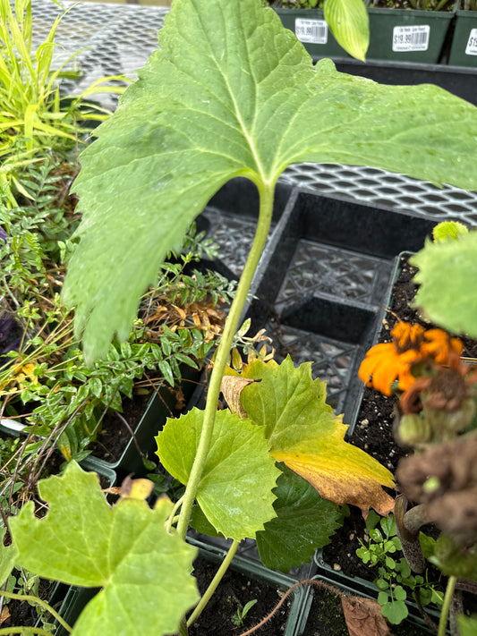 1 Gal Ligularia 'Big Green Tractor'