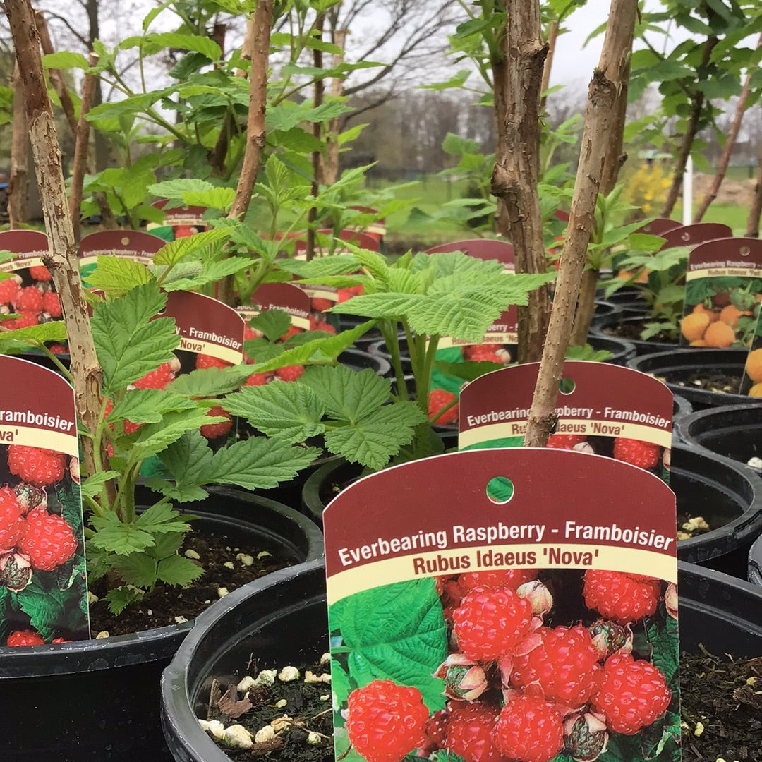 Raspberry Plant 1 Gal