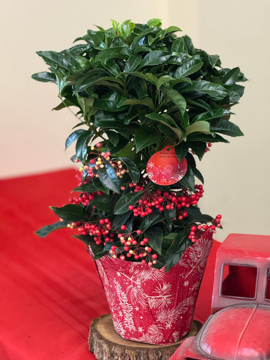 Christmas Berry 'Ardisia'