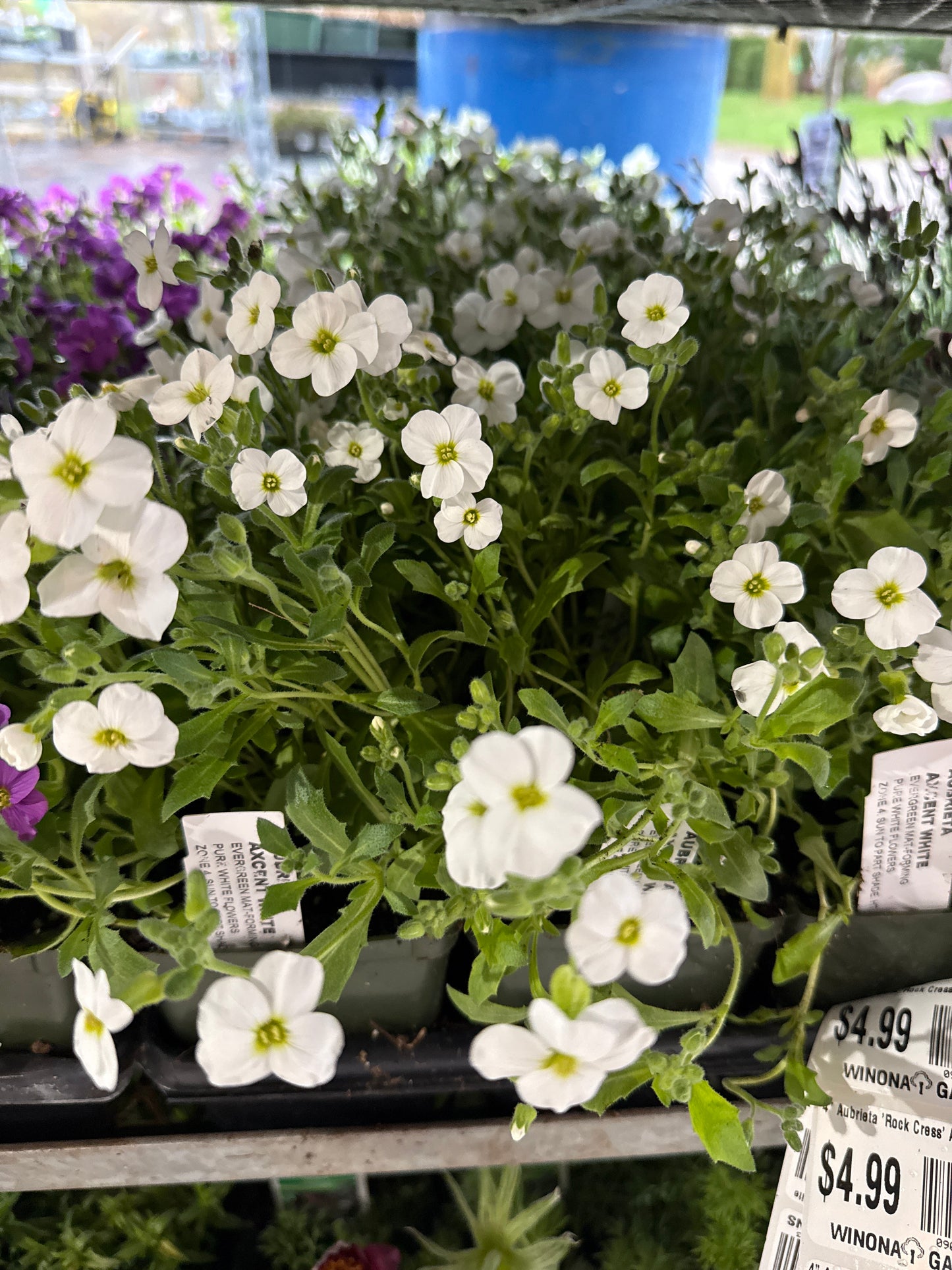 4" Aubrieta 'Rock Cress'