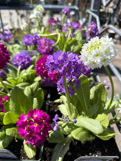 Perennial Primula