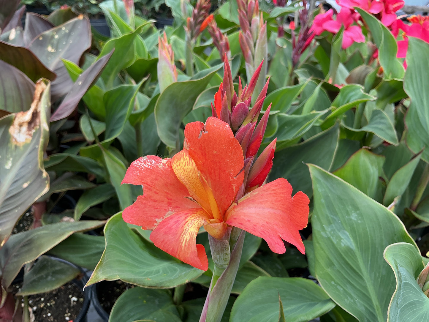 Canna Lilies